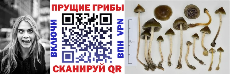 Псилоцибиновые грибы прущие грибы  купить   Медвежьегорск 